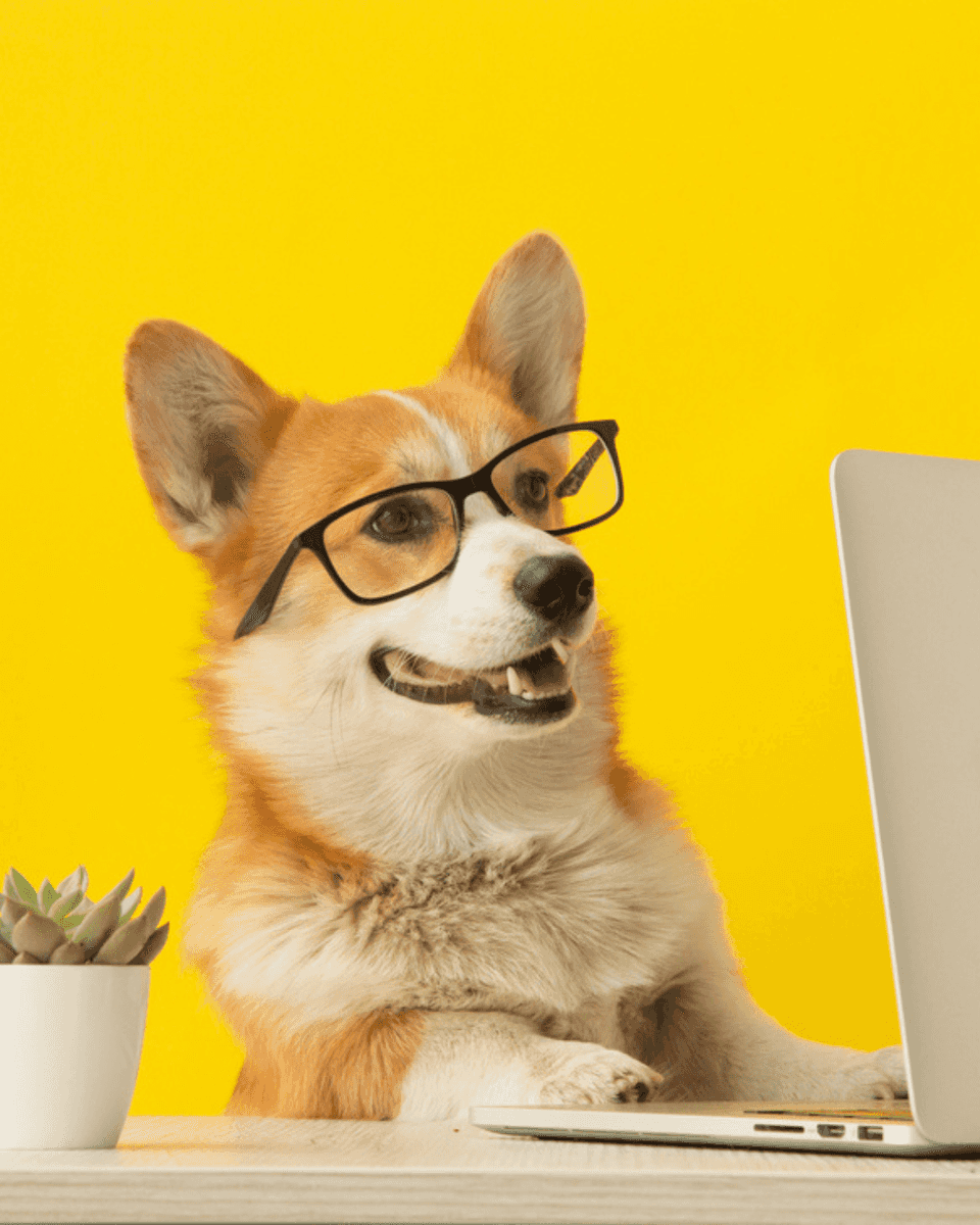 Corgi wearing glasses at a laptop
